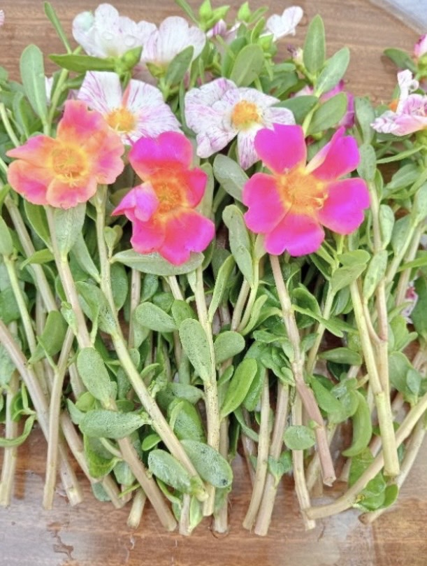 กิ่งคุณนายตื่นสาย