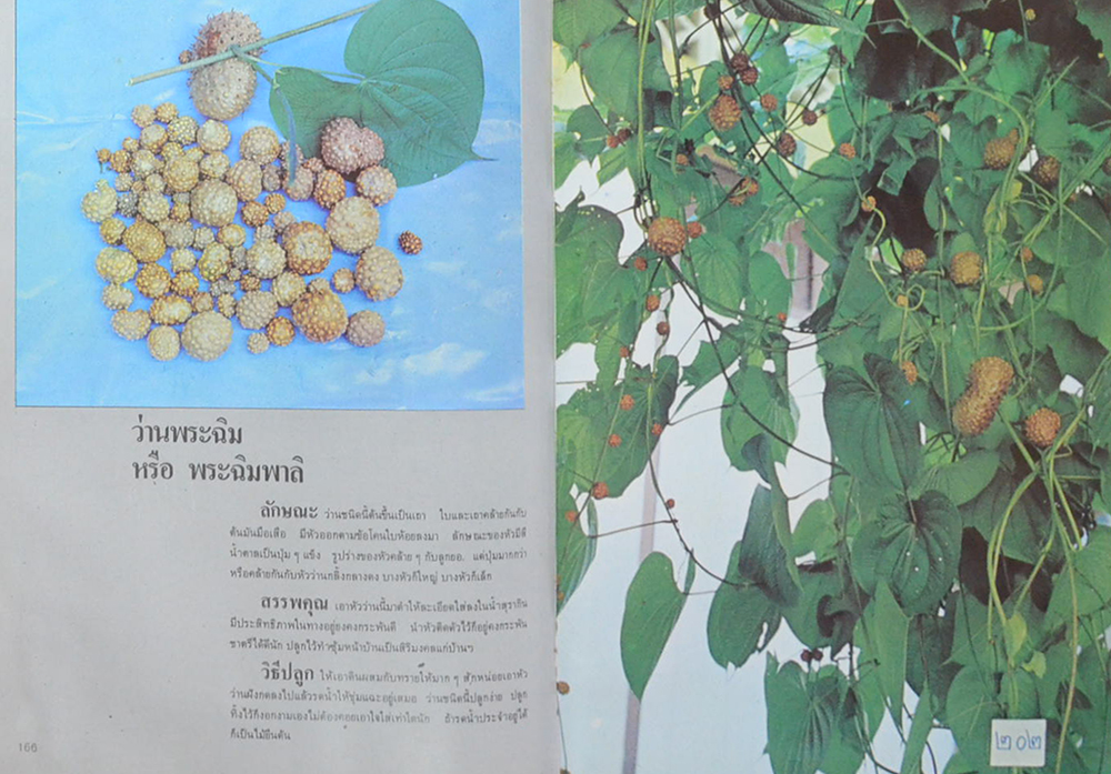 108 ว่านมหัศจรรย์ (เล่ม 2) (ขายตามสภาพ)