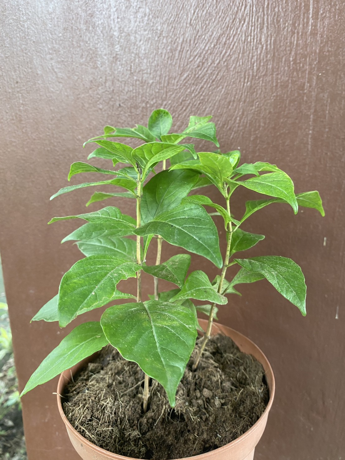 อเมริกันบิ้วตี้ American Beauty Rose