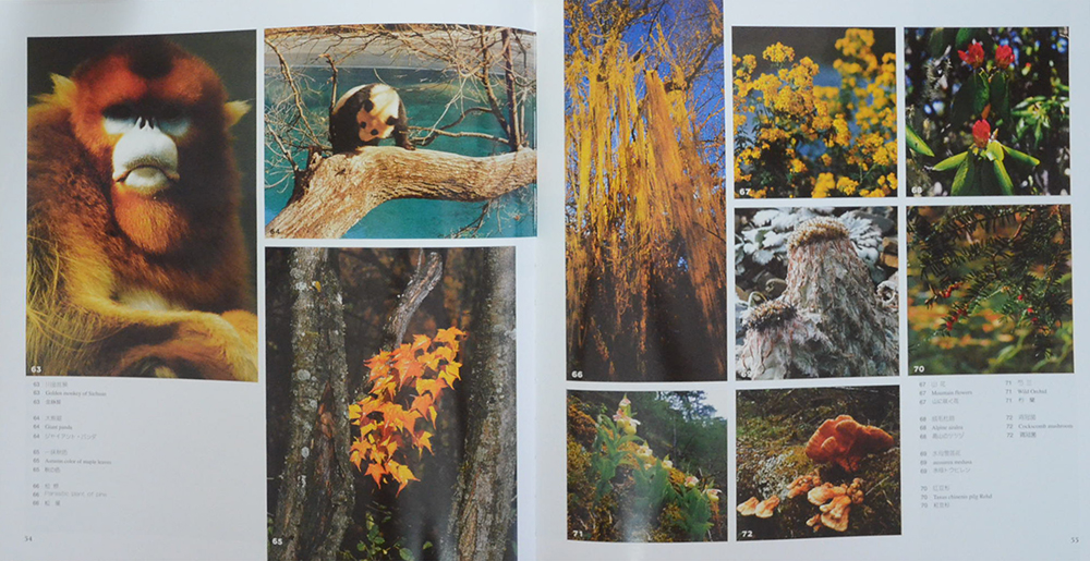 CREAM OF JIUZHAIGOU VALLEY AND HUANGLONG IN FOUR SEASONS (2 ภาษา)