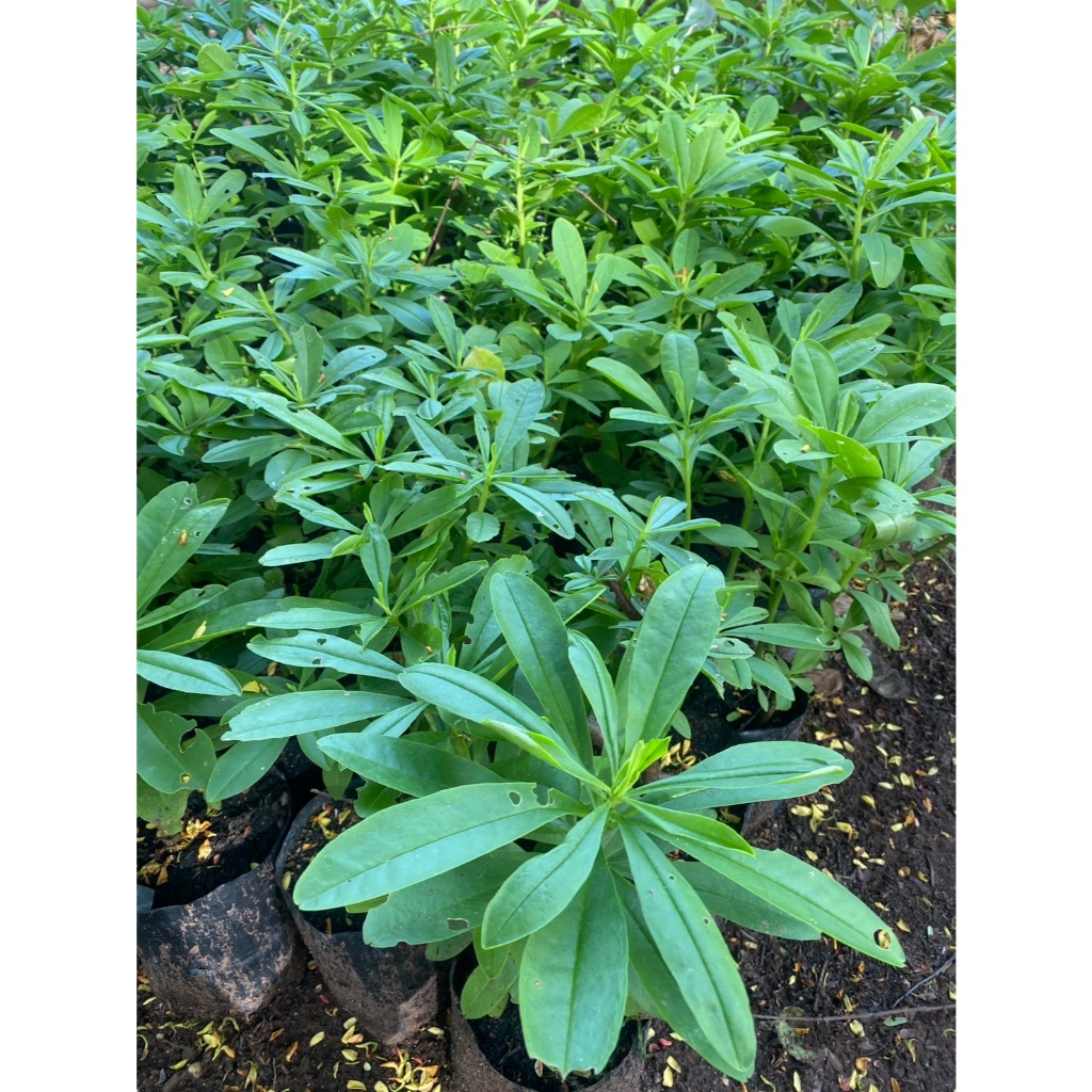 ต้นโสมไทย Talinum paniculatum Gaertn