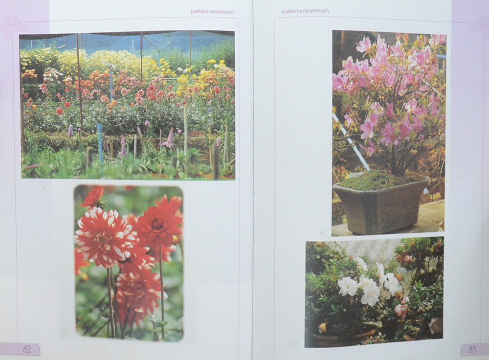 ชวนฝันตระการตา บุปผาดอยคำ (ขายตามสภาพ)