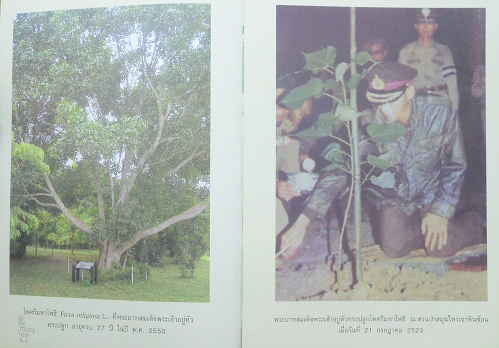 พืชสมุนไพรในสวนป่าสมุนไพรเขาหินซ้อน ฉบับสมบูรณ์ พ.ศ.2550 (ขายตามสภาพ)