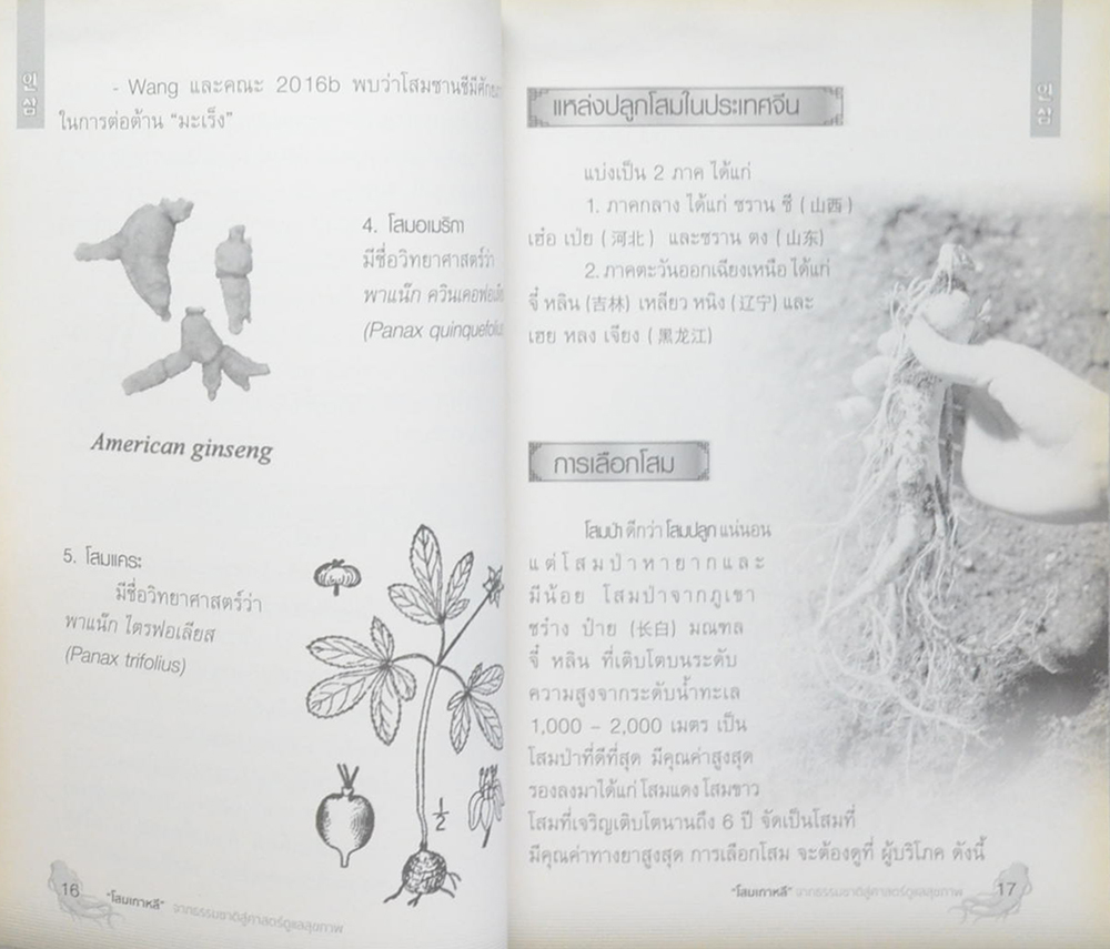 โสมเกาหลี จากธรรมชาติสู่ศาสตร์ดูแลสุขภาพ