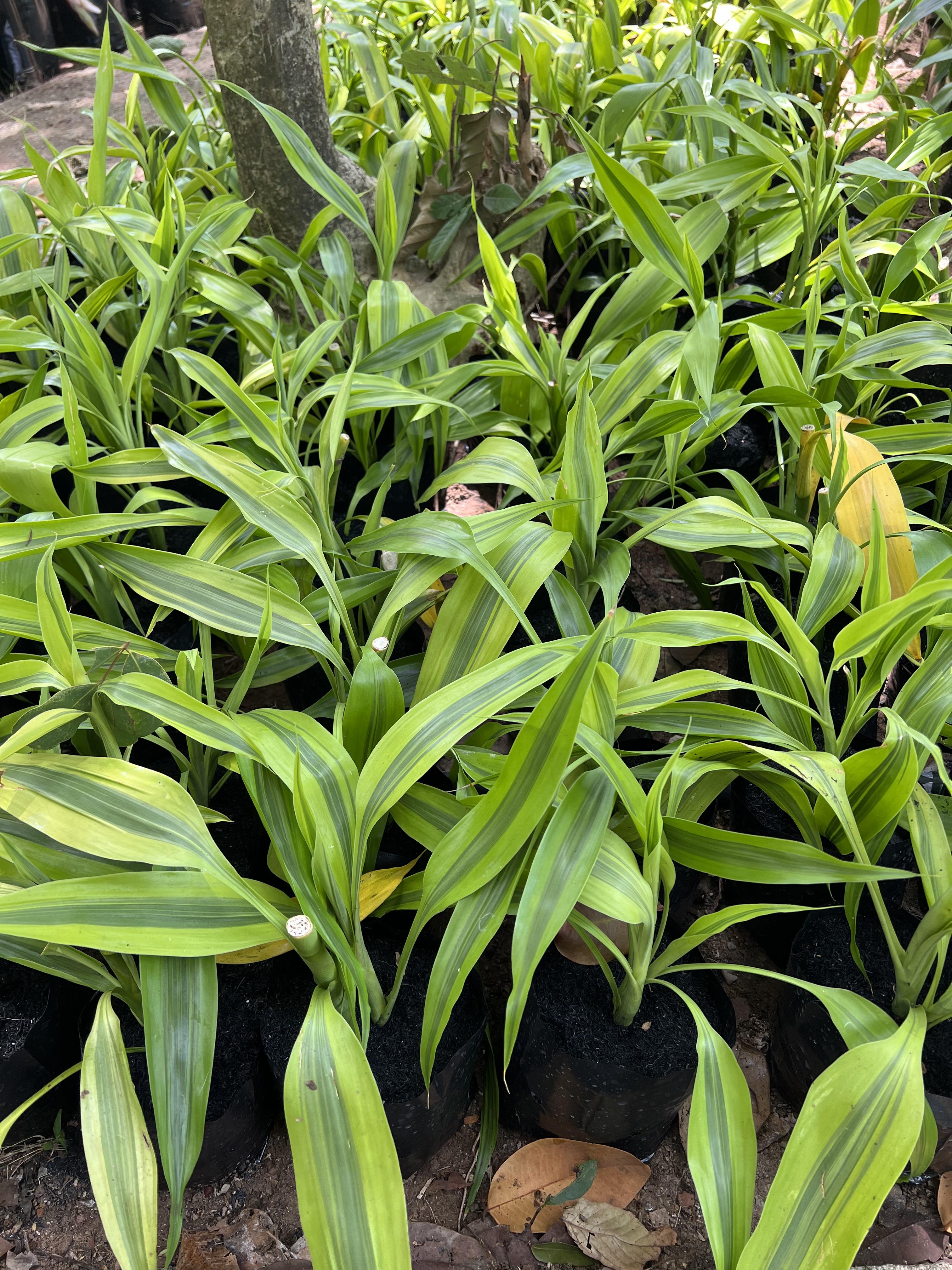 กวนอิมทอง Lucky Bamboo,Ribbon plant