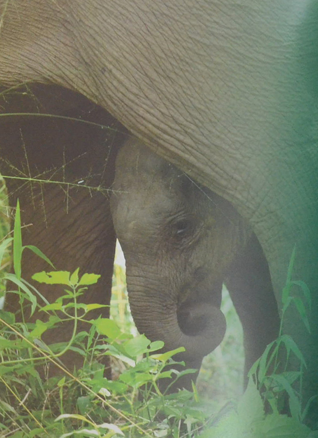 คืนช้างสู่ธรรมชาติ
