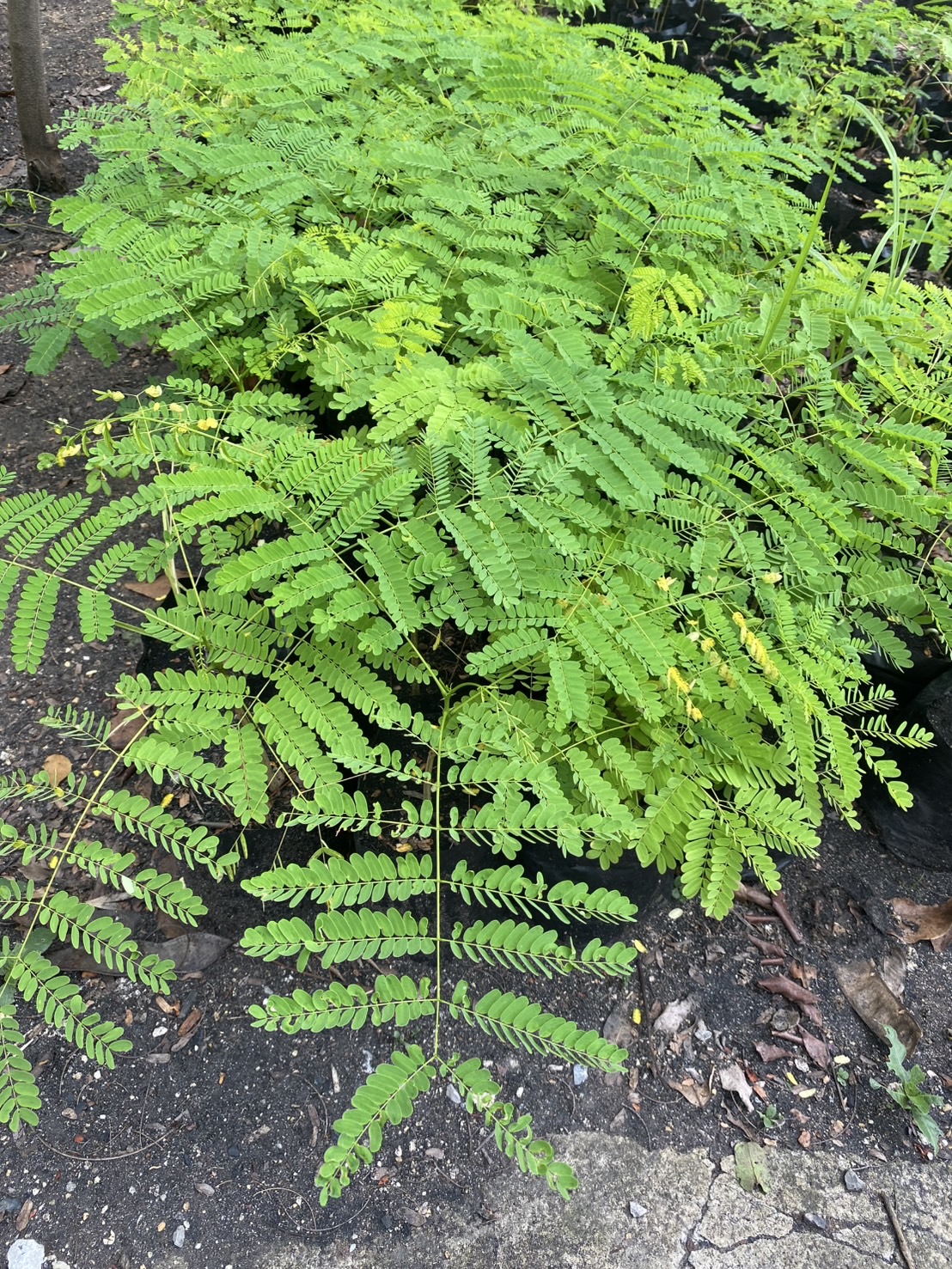 ต้นกล้าหางนกยูงฝรั่ง ต้นหางนกยูง Flam-boyant, The Flame Tree, Royal Poinciana