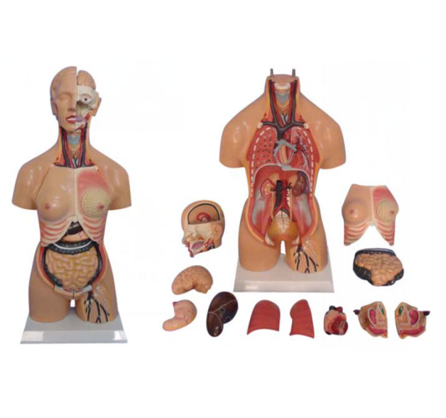 หุ่นจำลองแสดงอวัยวะภายในมนุษย์ สูง 55 ซม. ถอดประกอบได้ 15 ชิ้น
