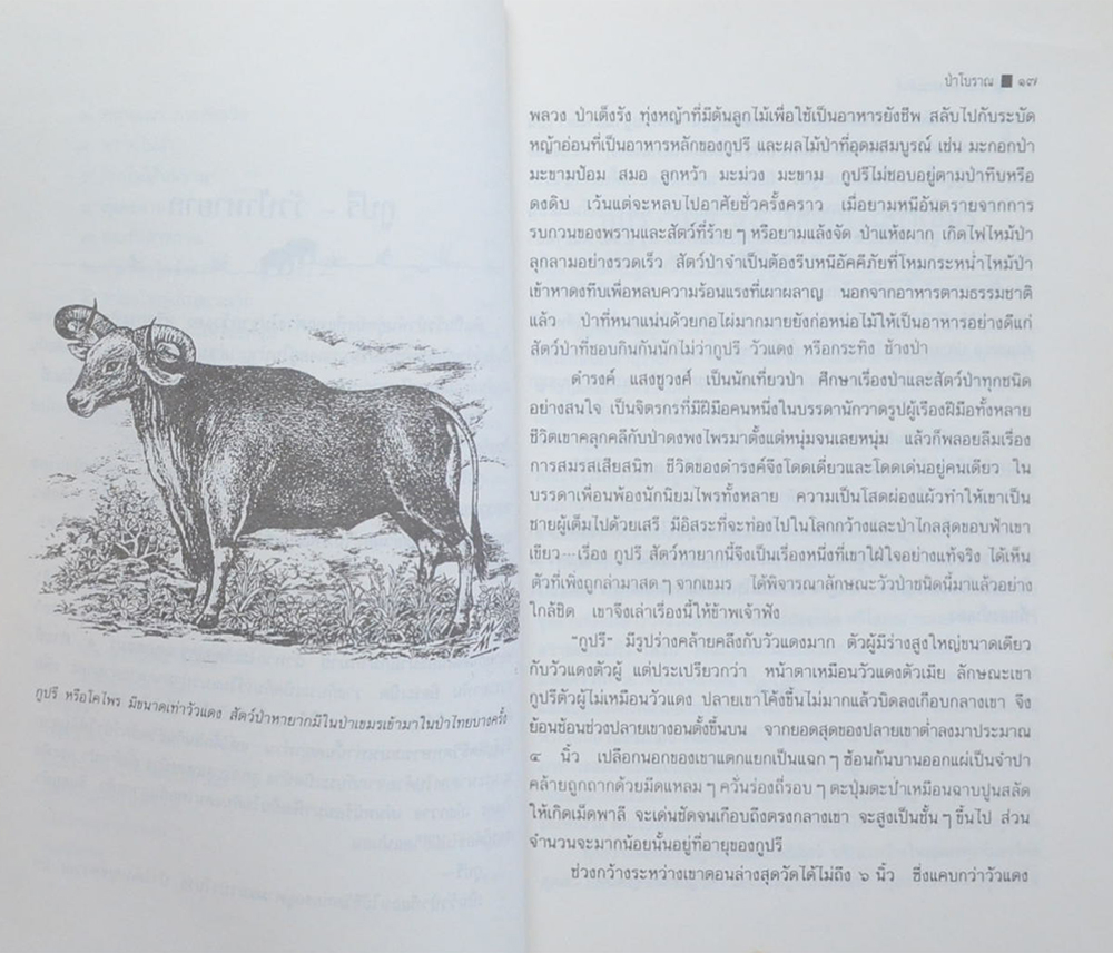 ป่าโบราณ (ขายตามสภาพ)
