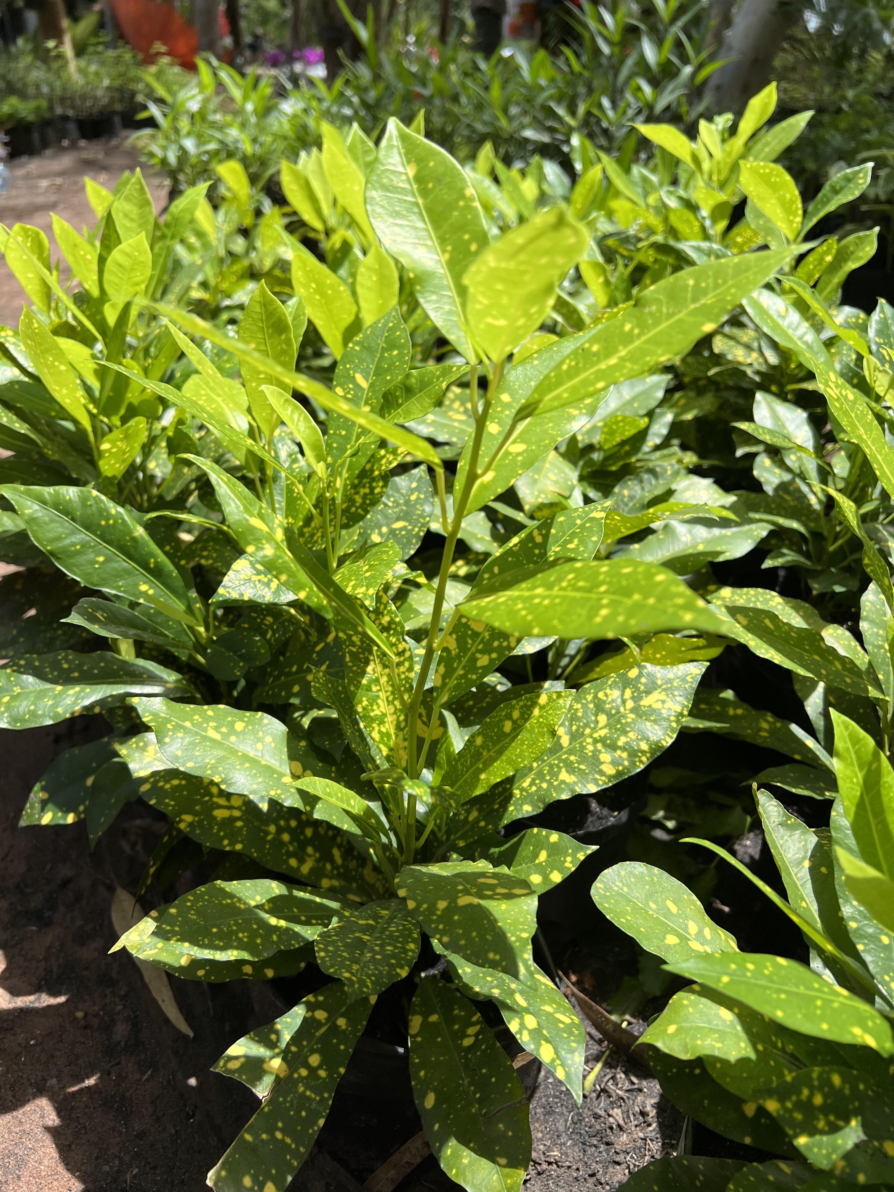 โกสน ใบจุดเหลือง gold dust croton
