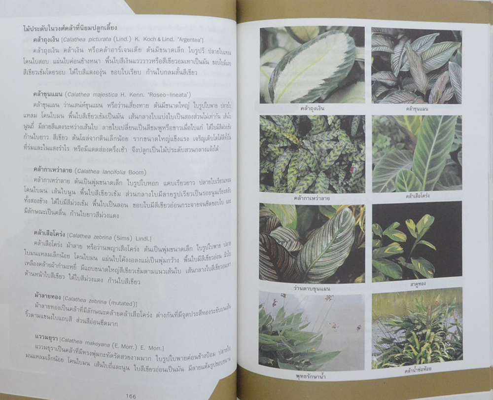 วัสดุปลูกไม้ดอก ไม้ประดับ