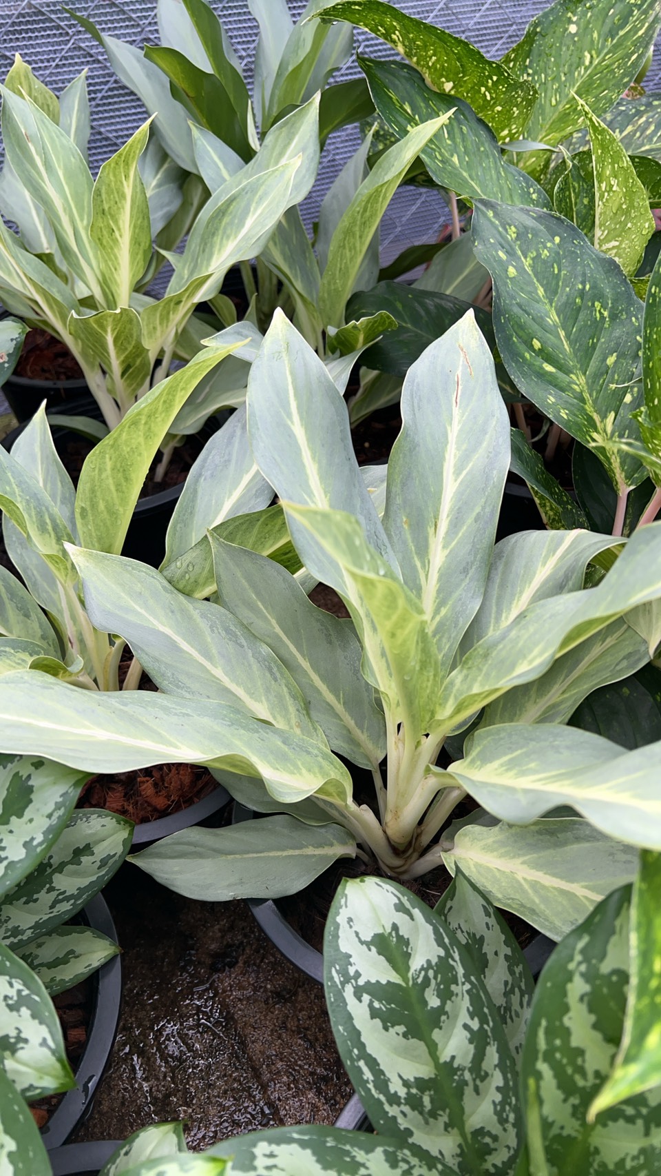 อโกลนีมา สิริกาญจนา Chinese Evergreen