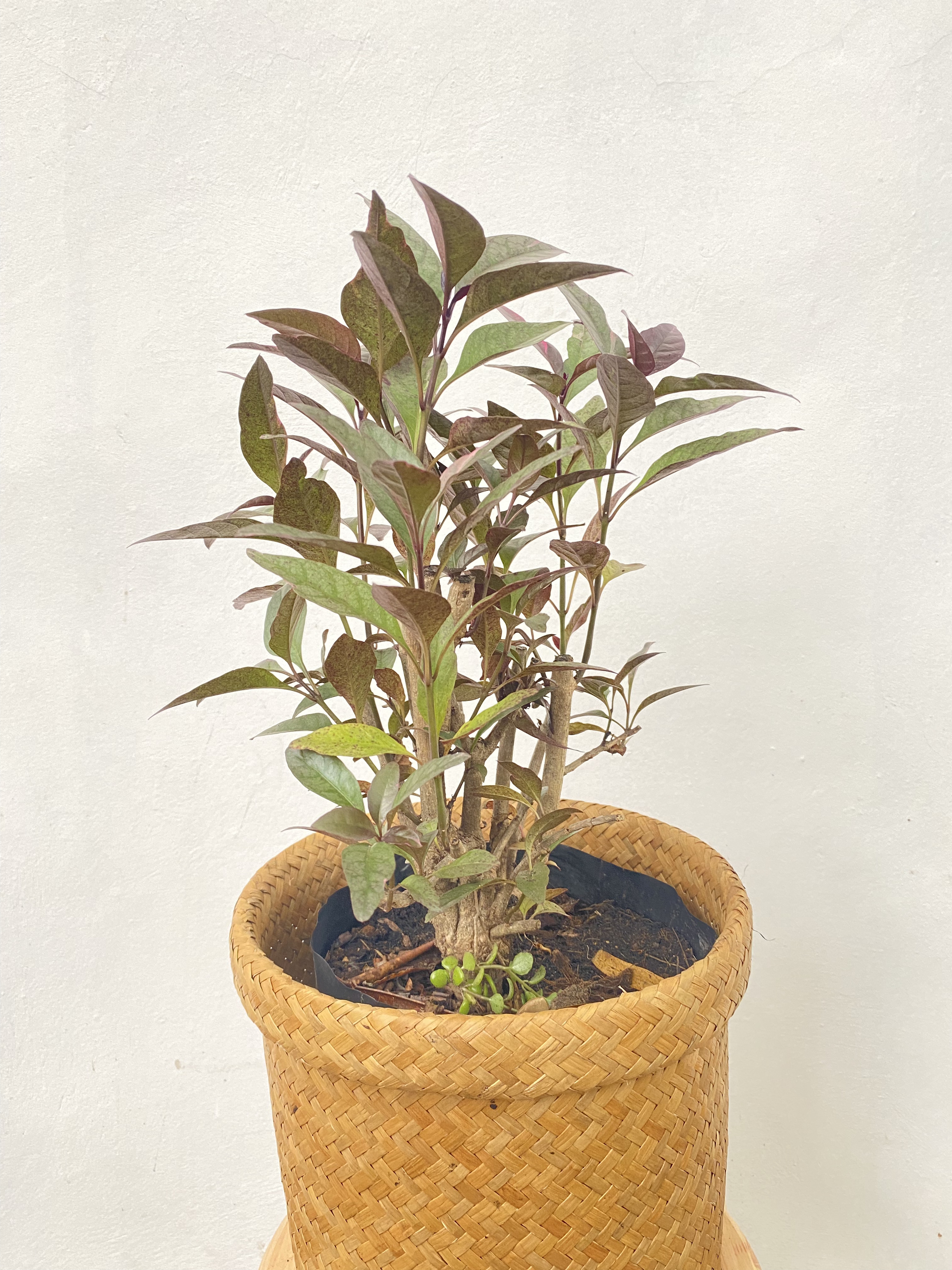 ใบเงิน ใบทอง ใบนาค ใบชมพู Caricature plant ไม้พุ่ม ไม้ประดับ ไม้มงคล