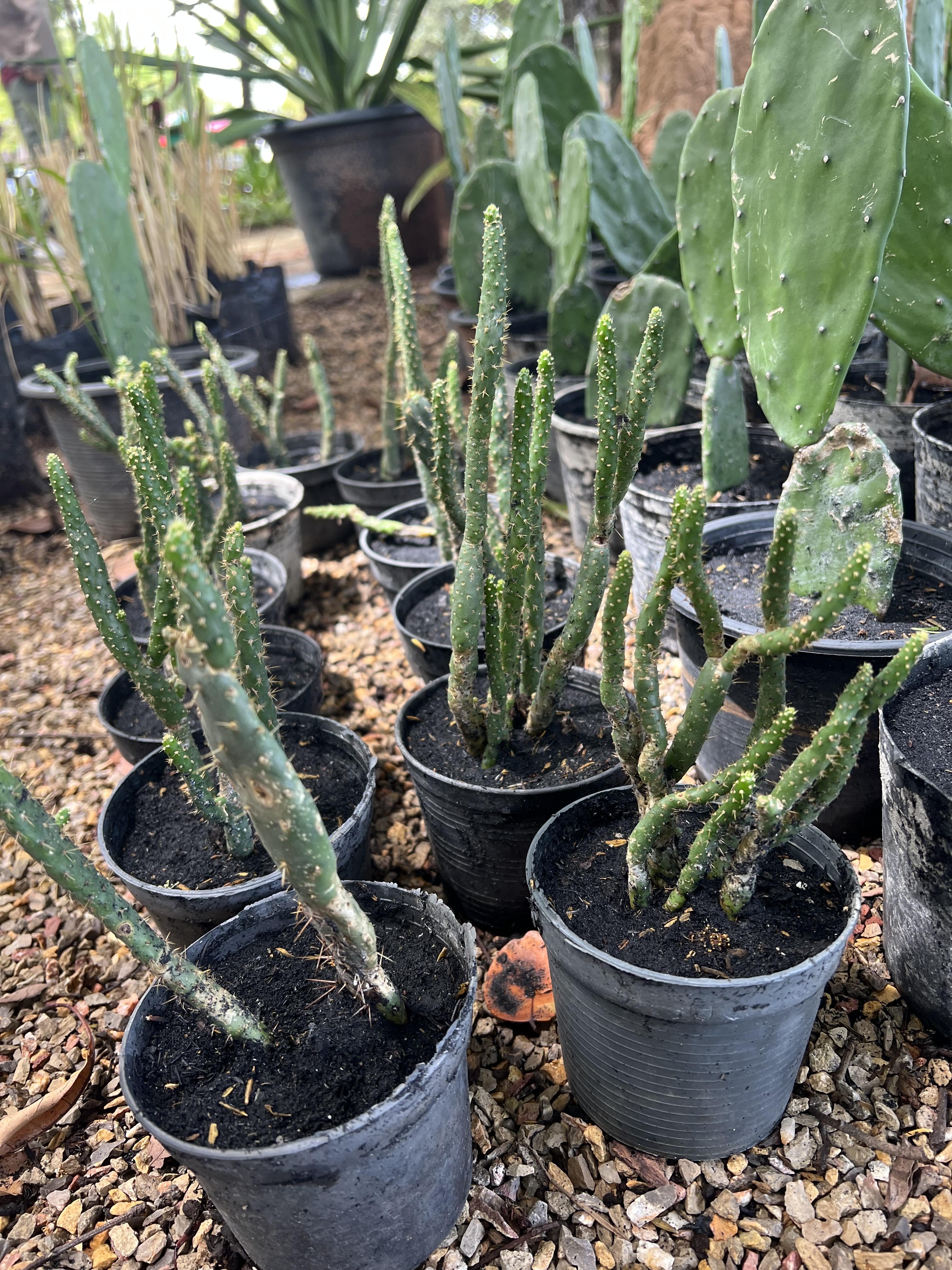 กระบองเพชร หยกเขียว Cactus
