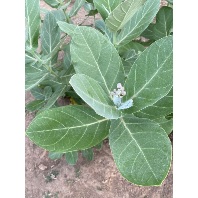 ใบรักแท้ธรรมชาติ สด plain tiger