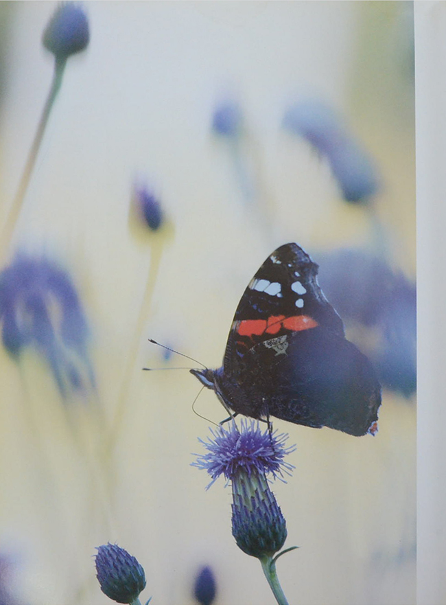 Quercus EKENS MANGRALD