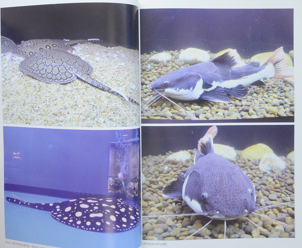 ปลาสวยงาม & พรรณไม้น้ำเงินล้าน