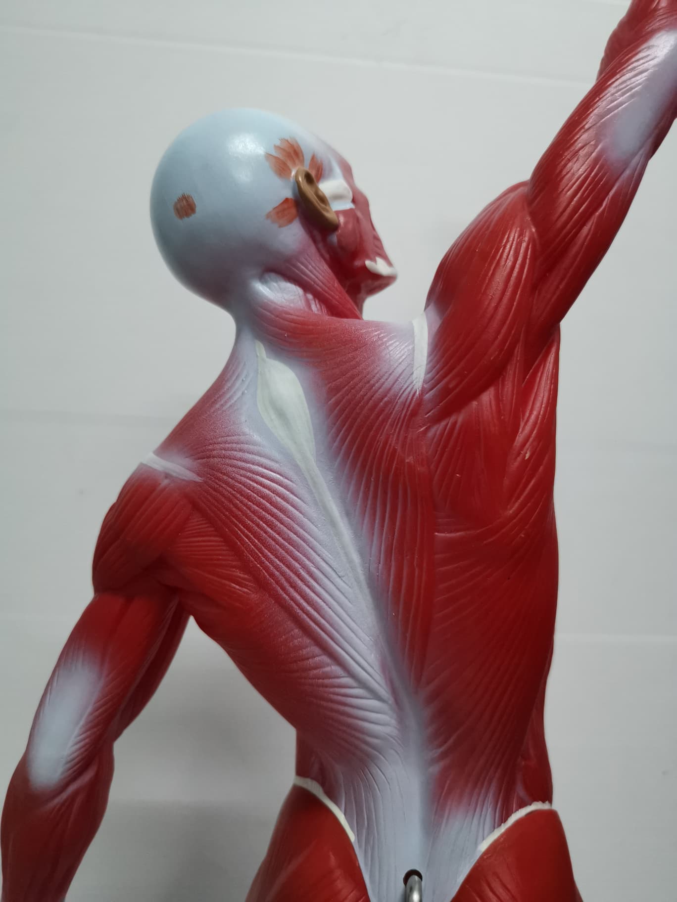 หุ่นจำลองกล้ามเนื้อ ความสูง 55 ซม.