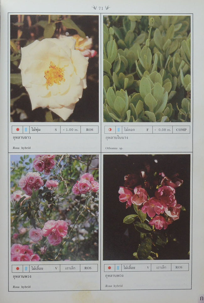 พฤกษาพัน (ภาษาไทย-อังกฤษ)