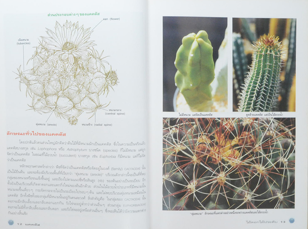 แคคตัส ไม้ดอกไม้ประดับ