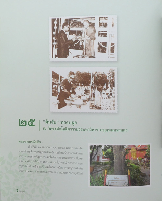 ต้นไม้ทรงปลูก (ไม่มี CD / พร้อมกล่อง / ขายตามสภาพ)