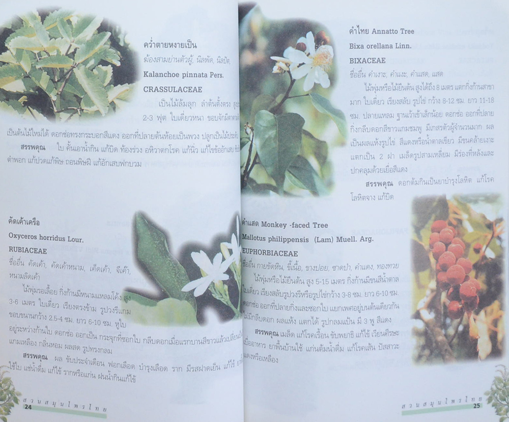 คุณแม่ม่วย แซ่ตั้ง (สวนสมุนไพรไทย)