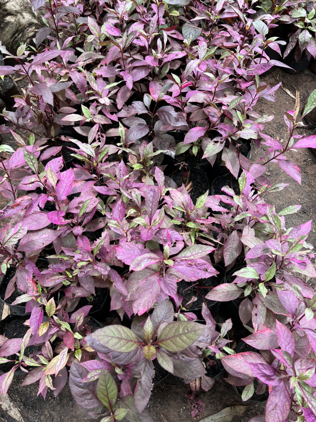 ต้นแดงสิงคโปร์ dentata ruby , little ruby ไม้มงคลพุ่มเตี้ย