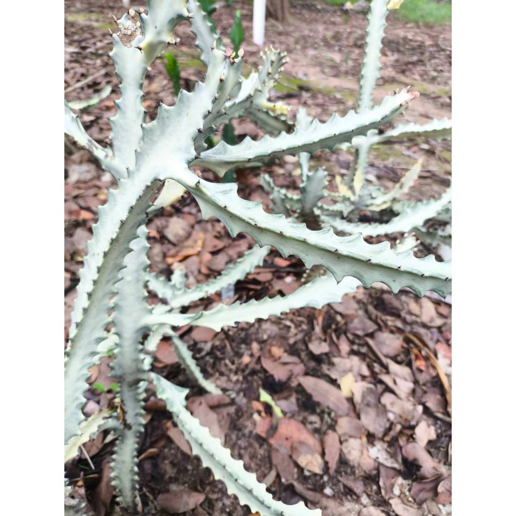 กิ่งยูโฟเบียแลคเทียขาว (Euphorbia lactea white qhost cactus)