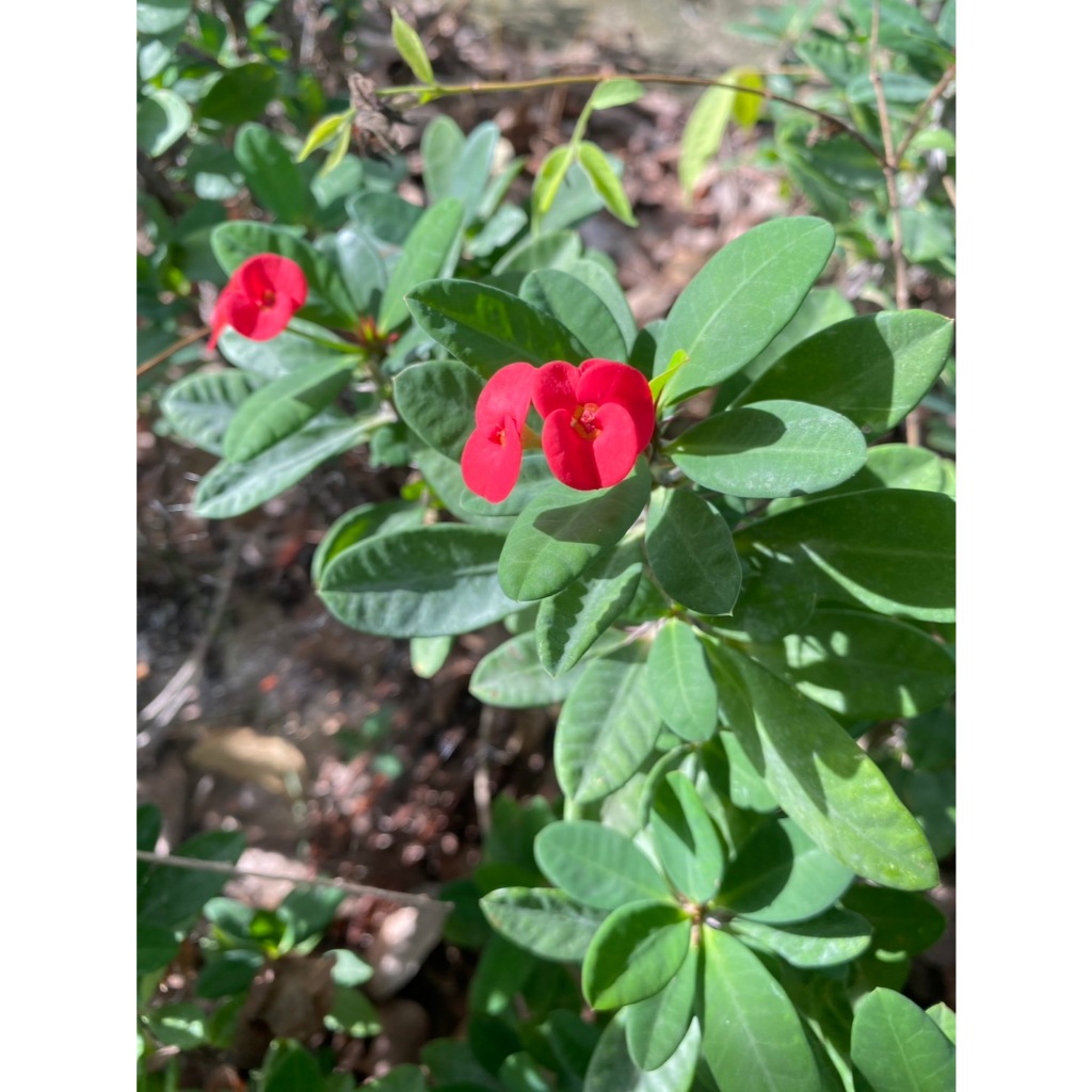 กิ่งโป๊ยเซียน Crown of Thorns