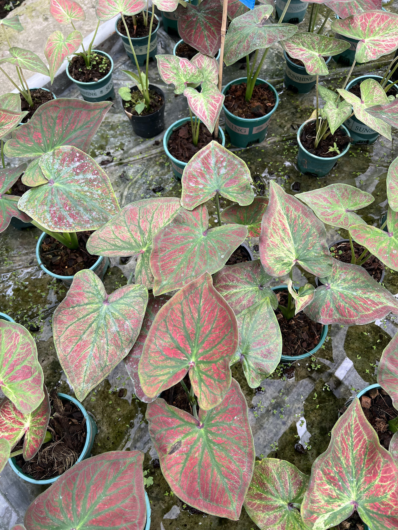 บอนสี รวยล้นฟ้า (กระดูกขาว) Caladium
