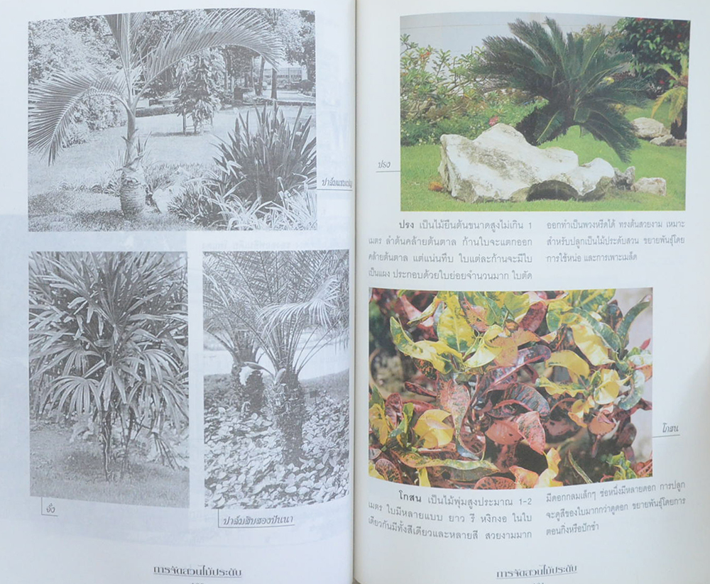 การจัดสวนไม้ประดับ