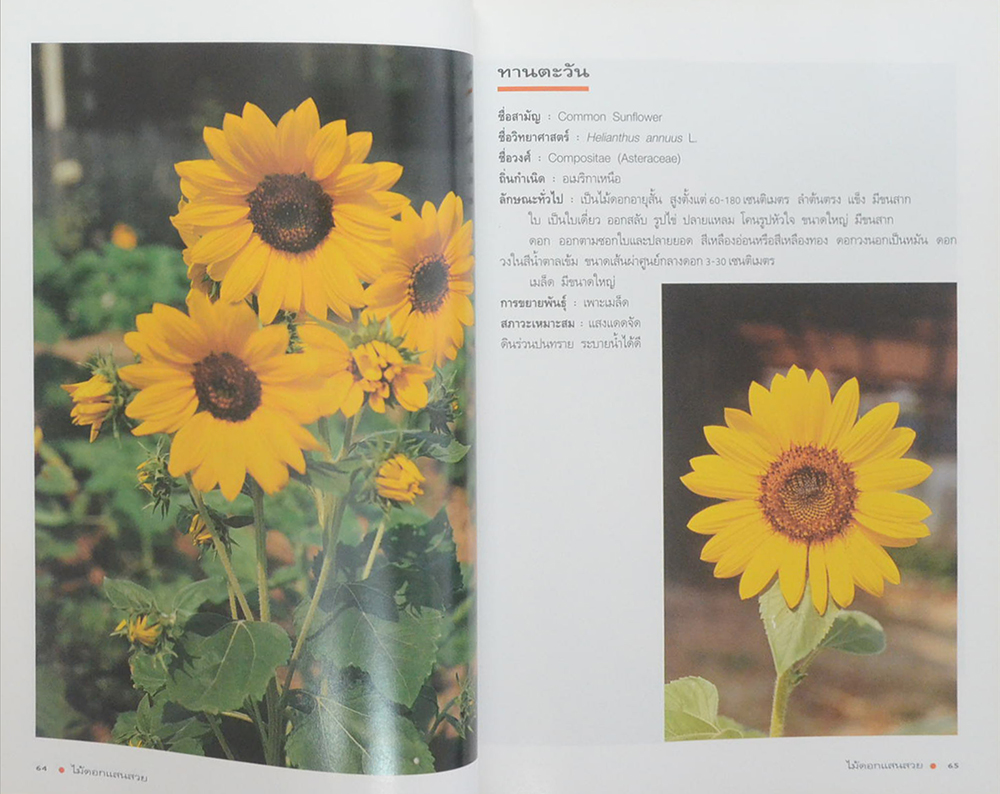 คุณหรุ่น รองรัตน์ (ไม้ดอกแสนสวย ไม้ดอกไม้ประดับ)