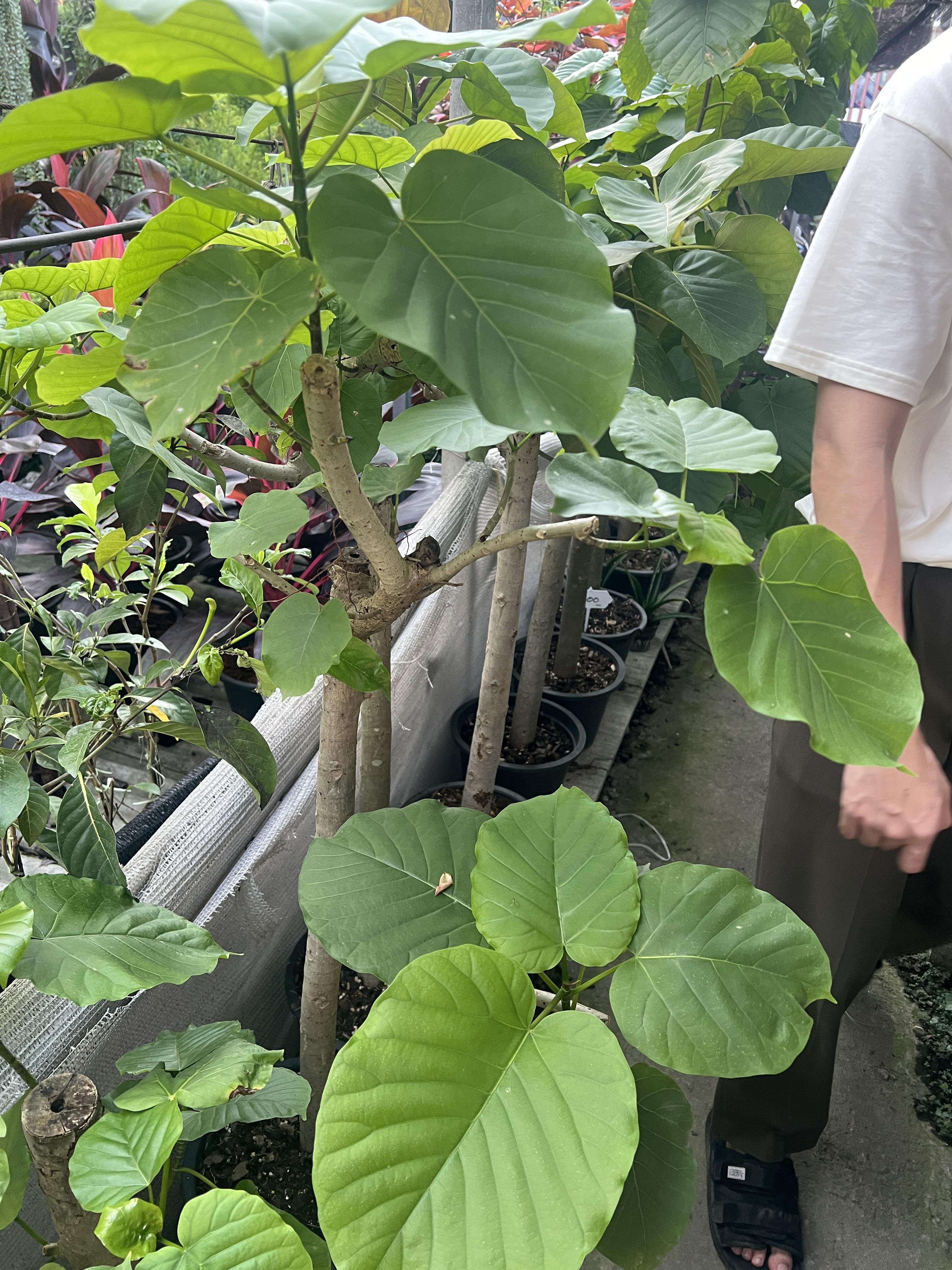 ไทรเจ้าสัว