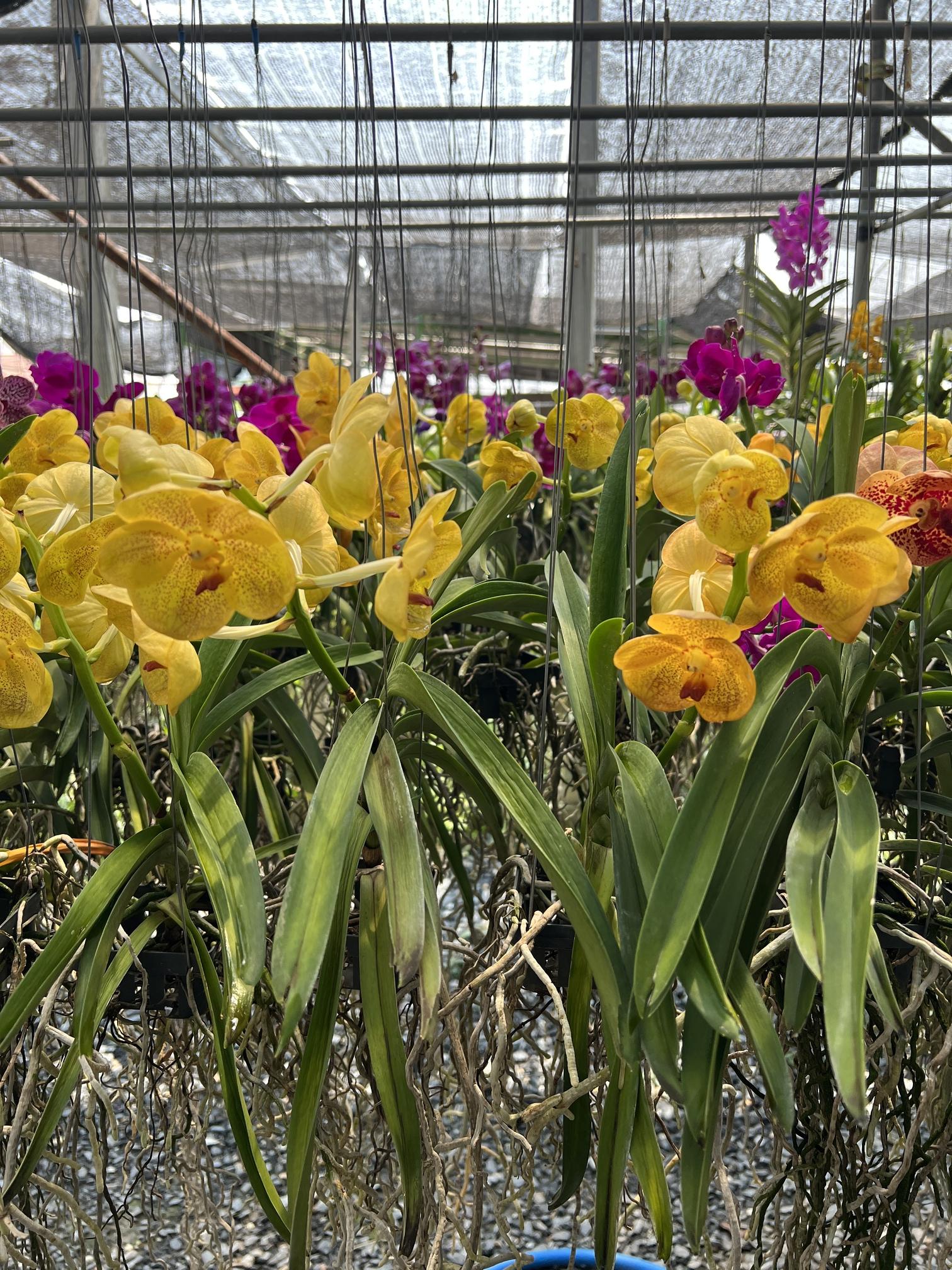 กล้วยไม้แวนด้า สีเหลือง Vanda