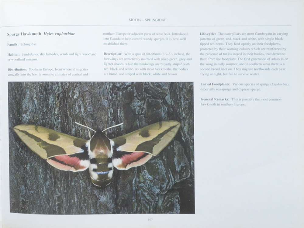 The Fascinating World of Butterflies & Moths