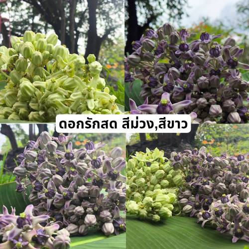 ดอกรักสดแท้ crown flower