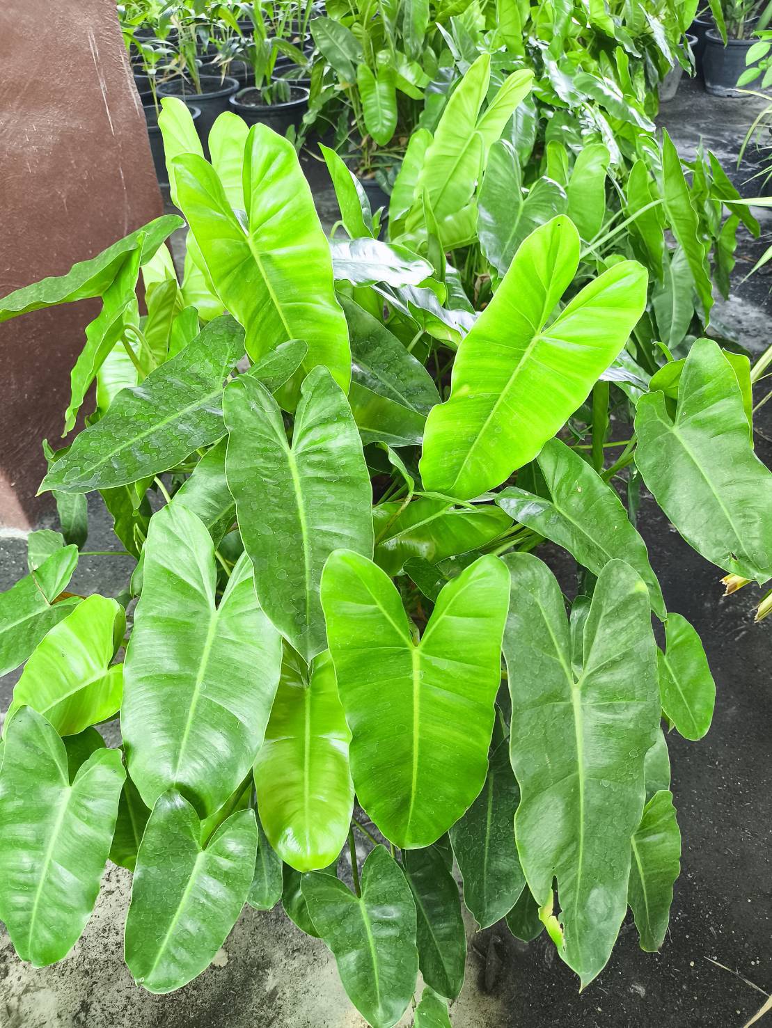 🌱 กิ่งฟิโลเดนดรอน ไม้ฟอกอากาศ philodendron