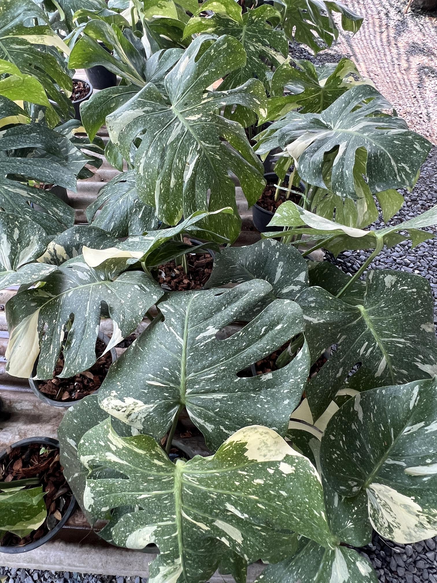 มอนสเตอร่าอัลโบ้ monstera borsigiana albo