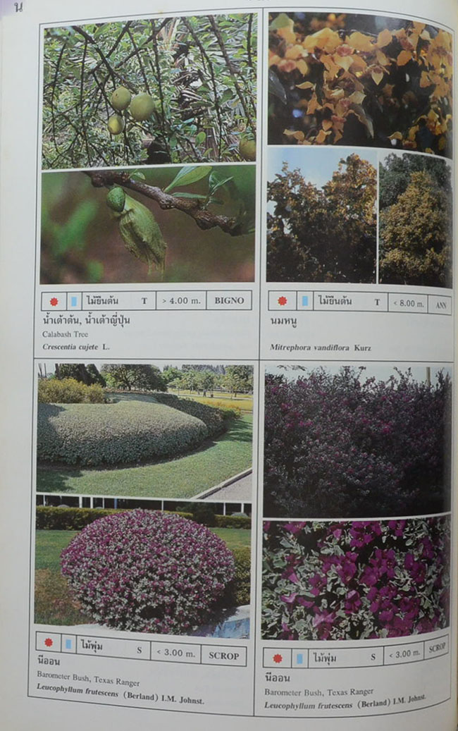 พฤกษาพัน (ภาษาไทย-อังกฤษ)