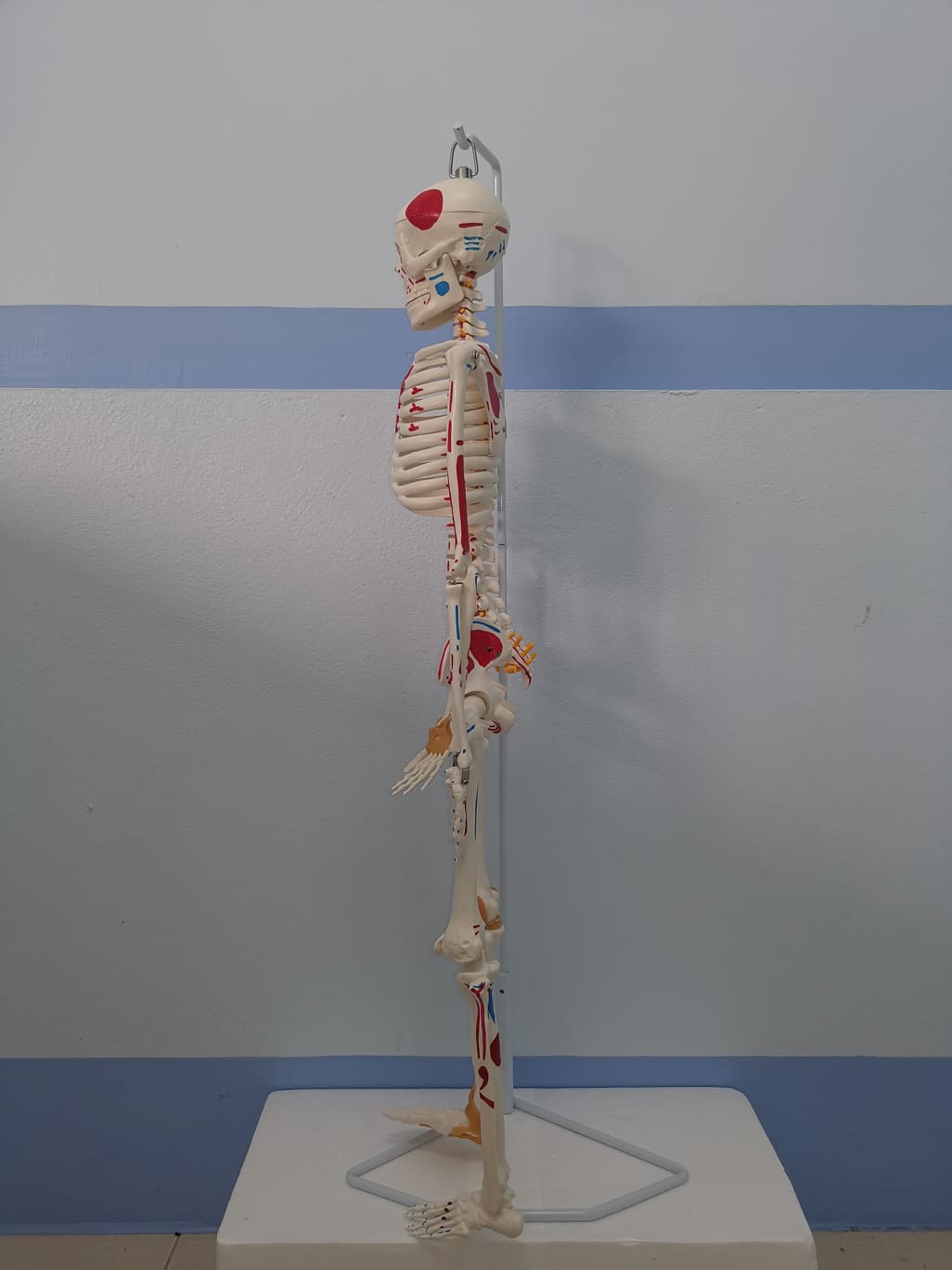 โมเดลโครงกระดูกมนุษย์ ขนาด 85 ซ.ม. แบบแสดงเอ็นยึดข้อและจุดเกาะกล้ามเนื้อ