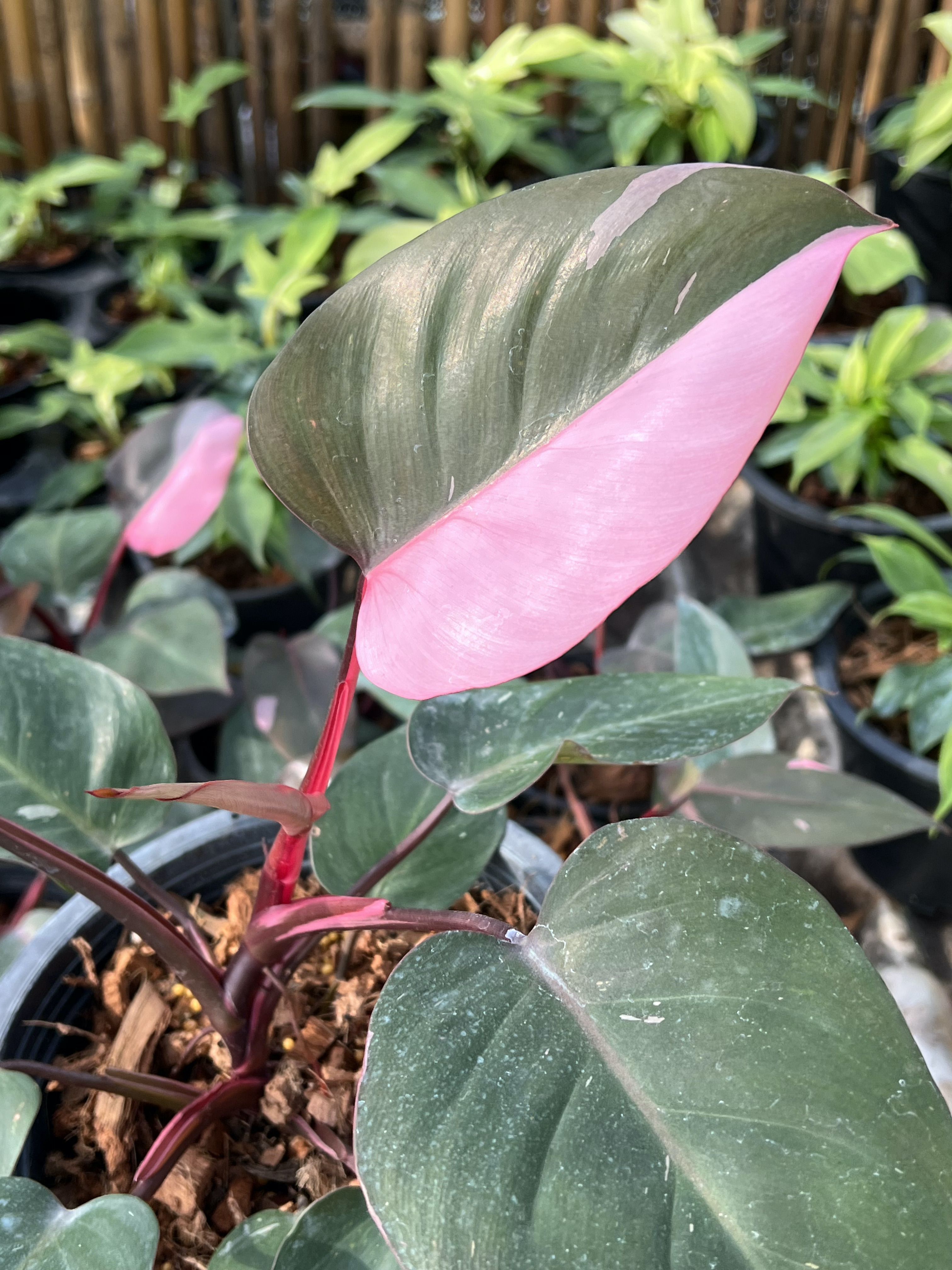 ฟิโลเดนดรอน พิงค์ปริ๊นเซส. Philodendron Pink Princess