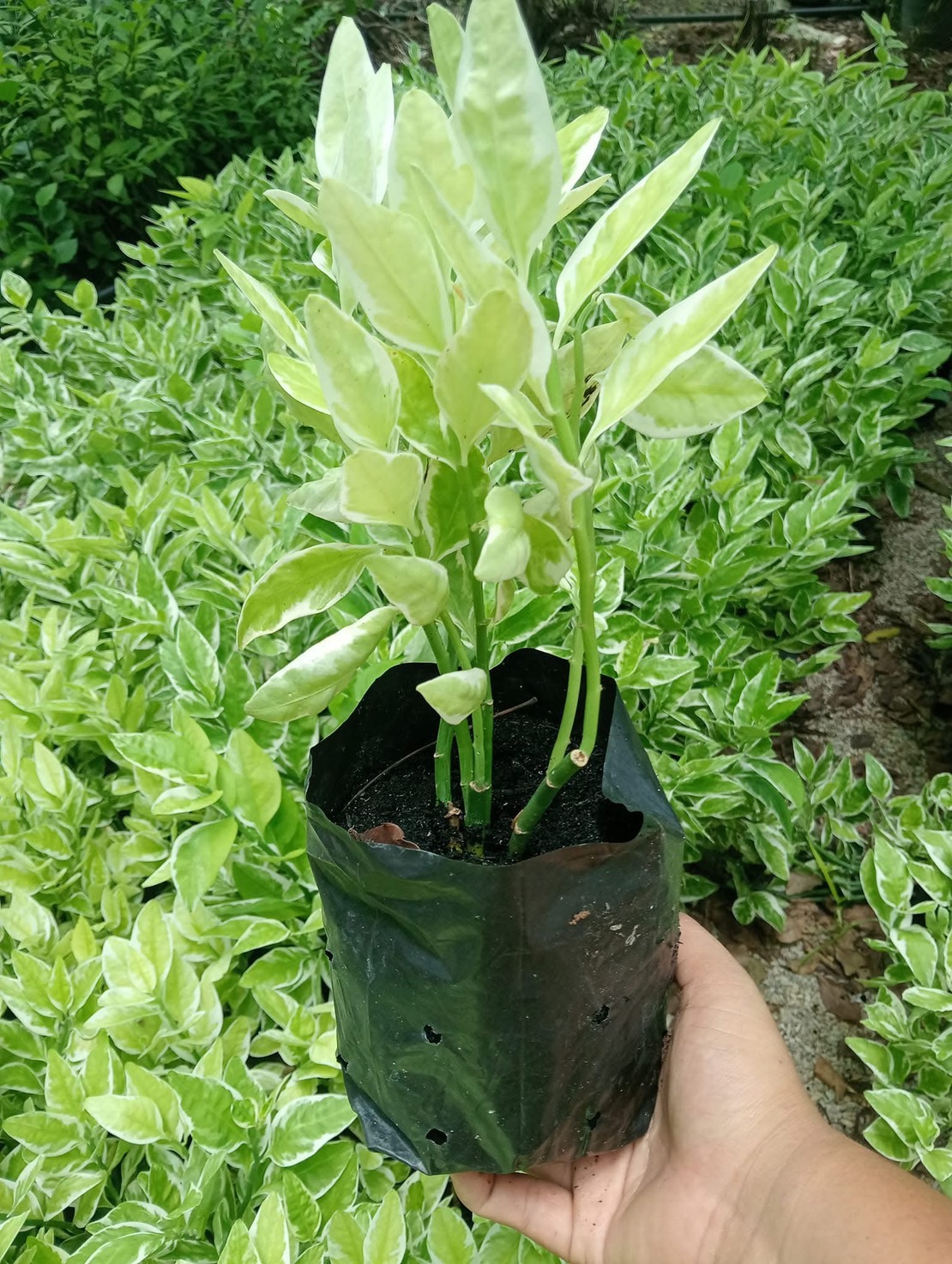 ✨ ต้นแสยกด่าง zigzag plant