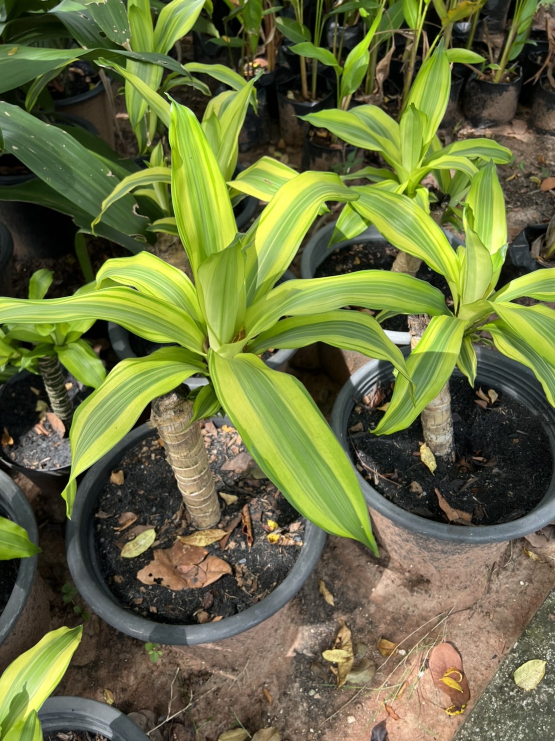 วาสนาอธิษฐาน Dracaena
