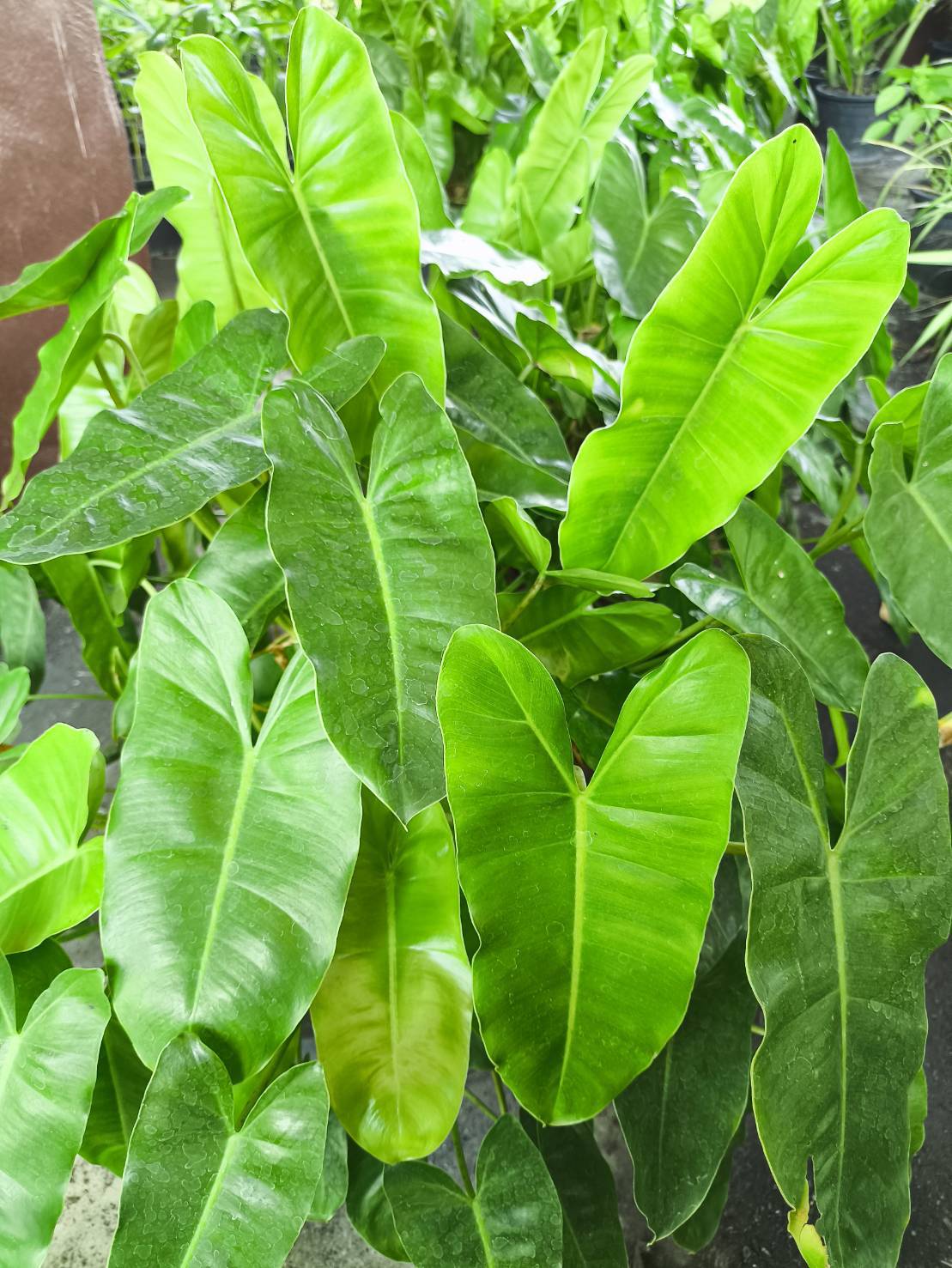 🌱 กิ่งฟิโลเดนดรอน ไม้ฟอกอากาศ philodendron