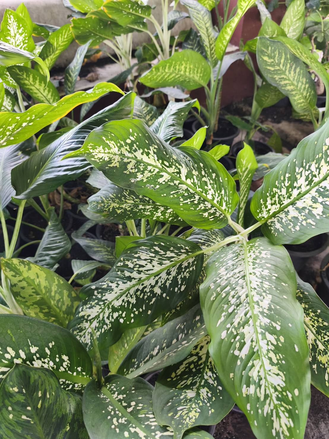 ต้นสาวน้อยประแป้ง dumb cane ไม้มงคล