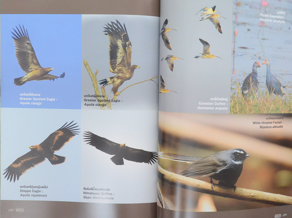 นกในประเทศไทย (ภาษาไทย-อังกฤษ)