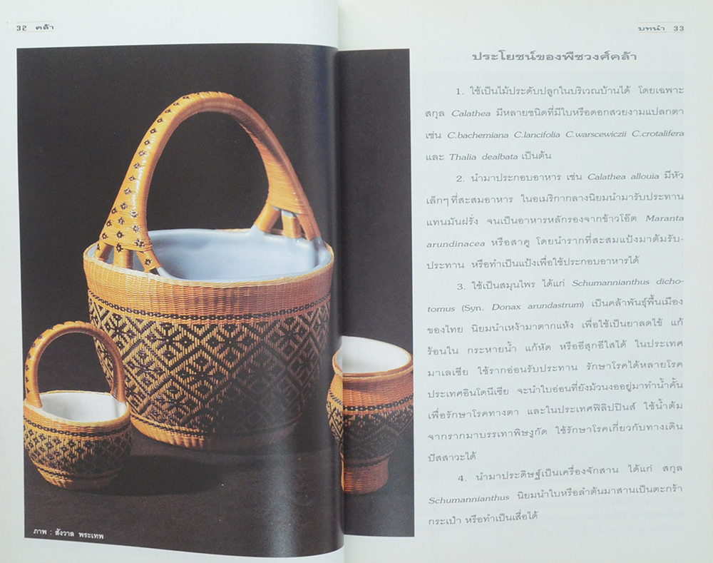 คล้า: ไม้ใบไม้ประดับ