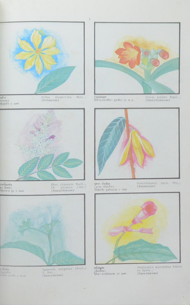 พจนานุกรมไม้ดอกไม้ประดับในเมืองไทย