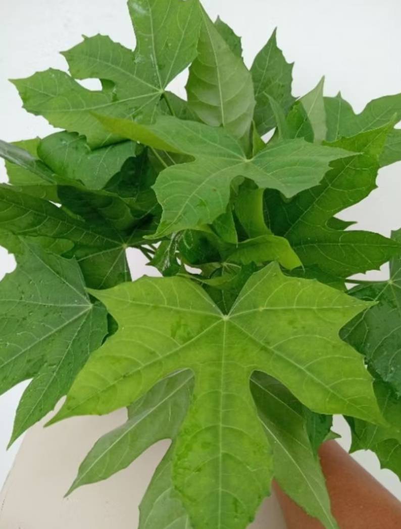 ใบผักผงชูรส คะน้าเม็กซิโก หรือ ใบผักไชยา Bai Chaiya