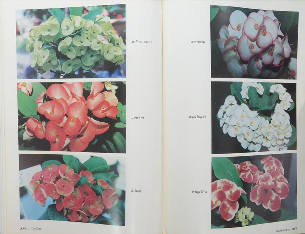 โป๊ยเซียนไม้แห่งโชคลาภ (ขายตามสภาพ)